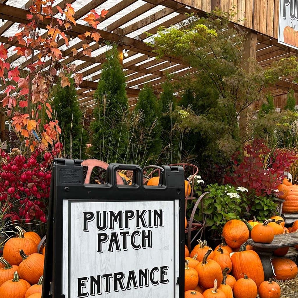 Arts-Nursery-pumpkin_patch__FocusFillMaxWyItMC4xMyIsIjAuMjEiLDEwMjQsMTAyNF0_QualityWzg1XQ.jpg
